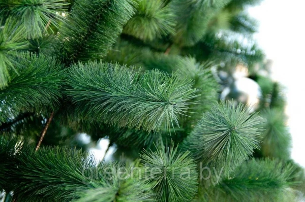 Сосна интерьерная "Рублевская"