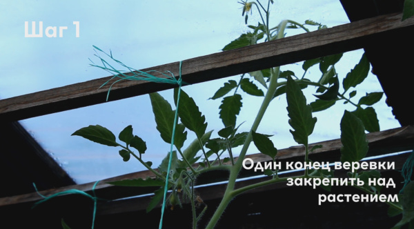 Клипса для крепления растений, уп. 50 шт.