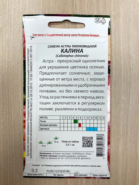 астра пионовидная Калина