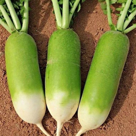 редька дайкон Мисато Грин