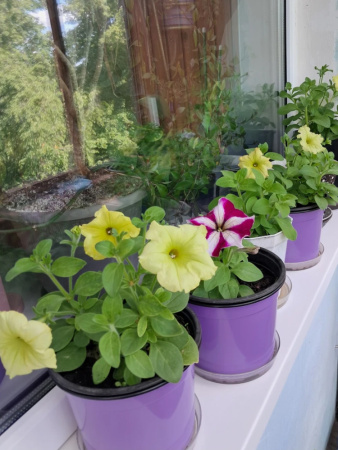 Горшок для рассады круглый формованный 2л, ø 17см, высота 13см. (лаванда)