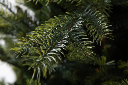 Елка "Орлеан"