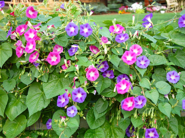 вьюнок трехцветный Калейдоскоп, 1 гр