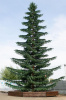 Ель ствольная "Лесная"