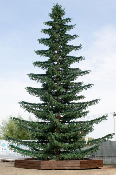 Ель ствольная "Лесная"
