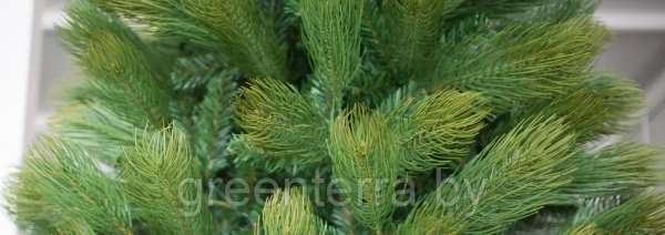 Сосна интерьерная "Кедр Канадский"