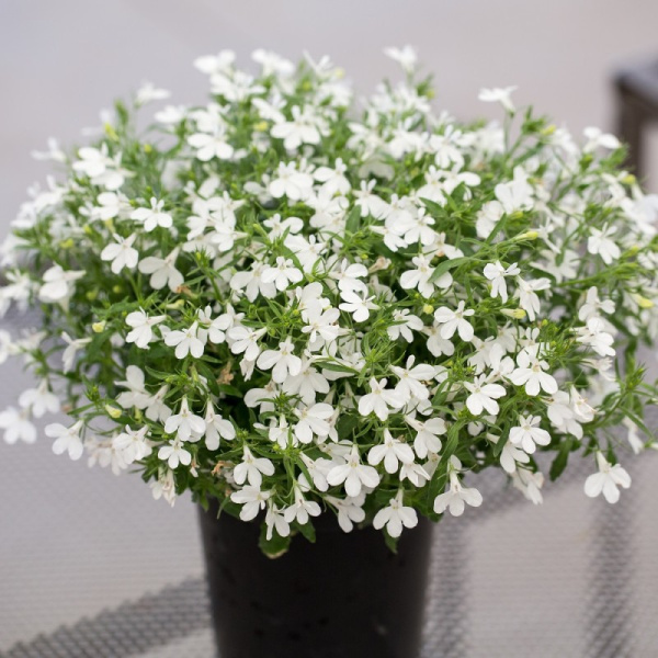 Лобелия эринус Белая леди