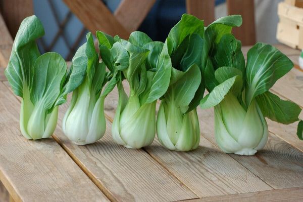 капуста китайская Пак-чой Янг Цинг Чой F1 