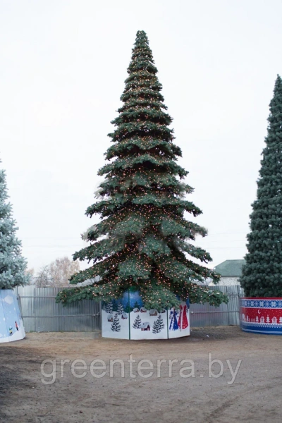 Ель ствольная "Таежная" Ель ствольная "Таежная"