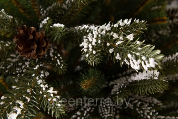 Елка "Квебек"