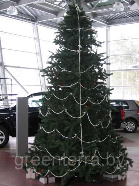 Большая ель ствольная "Эксклюзив Слим" Большая ель ствольная "Эксклюзив Слим"