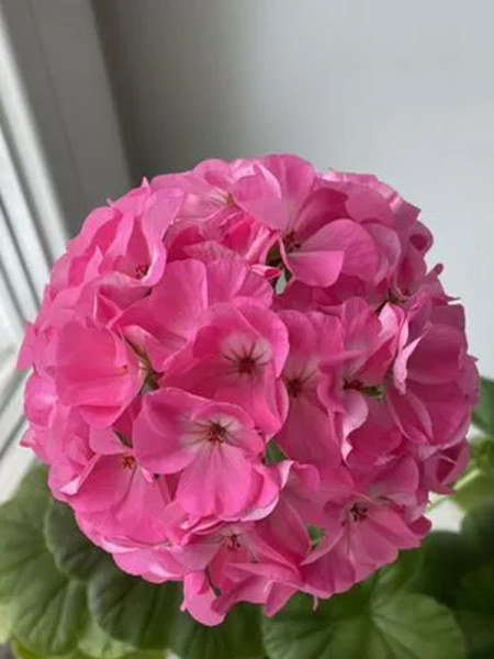 пеларгония Павла F1, 5 шт