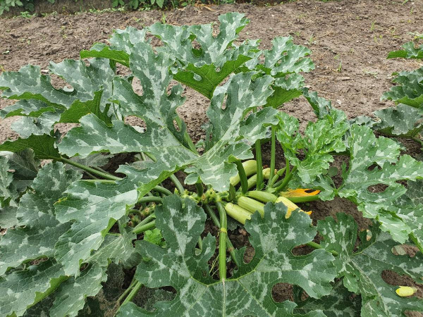 кабачок Арал F1