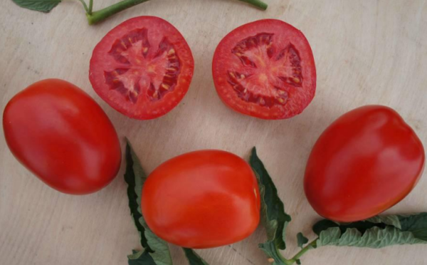 томат Индио F1