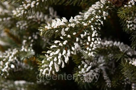 Елка "Квебек"