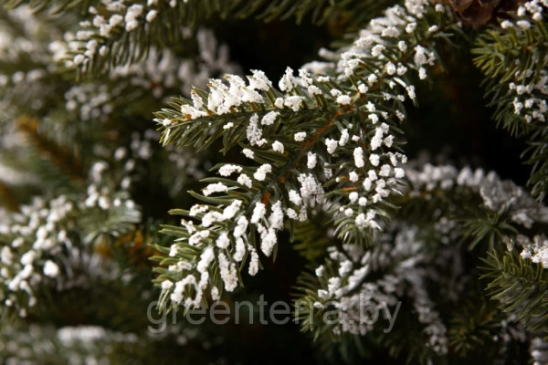 Елка "Квебек"