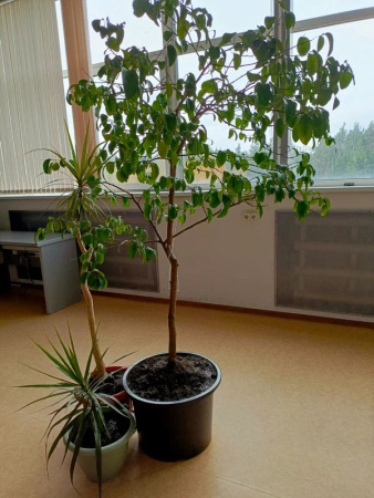 Горшок 60л - фото из отзыва клиента