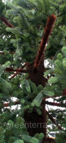Новогоднее дерево "Сосна" Новогоднее дерево "Сосна"