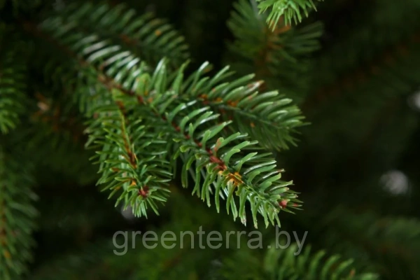 Елка "Аляска" светлая