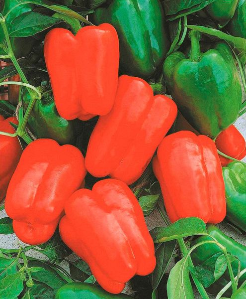 перец сладкий Омброне F1