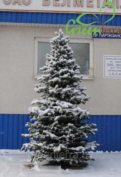 Большая ель ствольная "Эксклюзив Слим" Большая ель ствольная "Эксклюзив Слим"