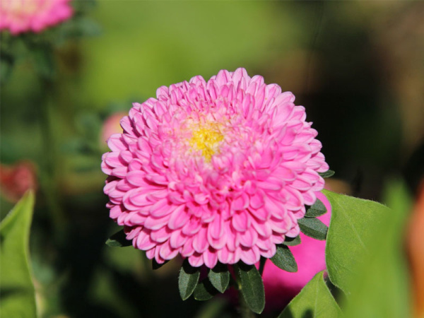 астра Пампушка мармеладная