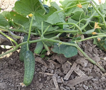 огурец партенокарпический Мария F1