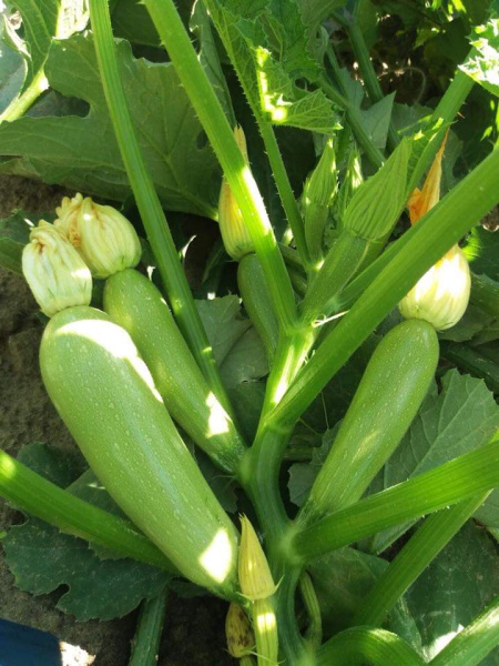 кабачок Арал F1