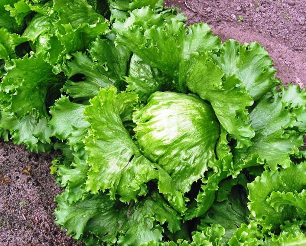 салат Грейт лейкс