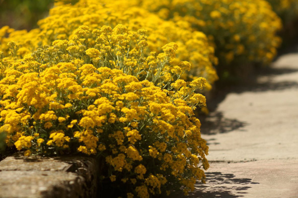 алиссум скальный золотистый