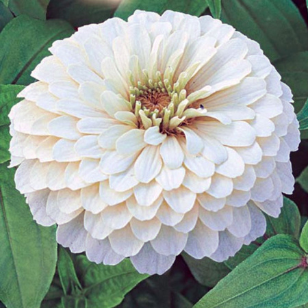 цинния Великан белый, 0.3гр