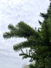 Большая ель ствольная "Императорская"
