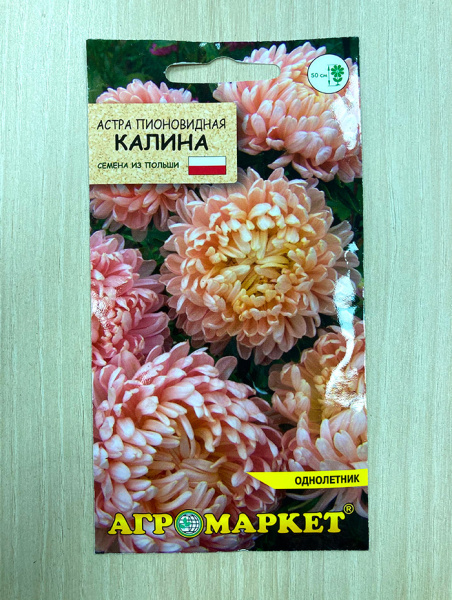 астра пионовидная Калина