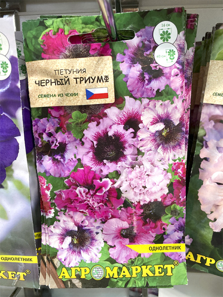 петуния Черный триумф