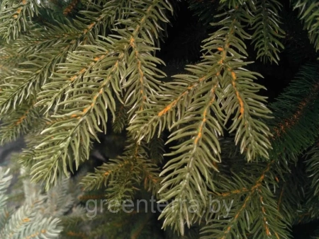 Елка "Непал"