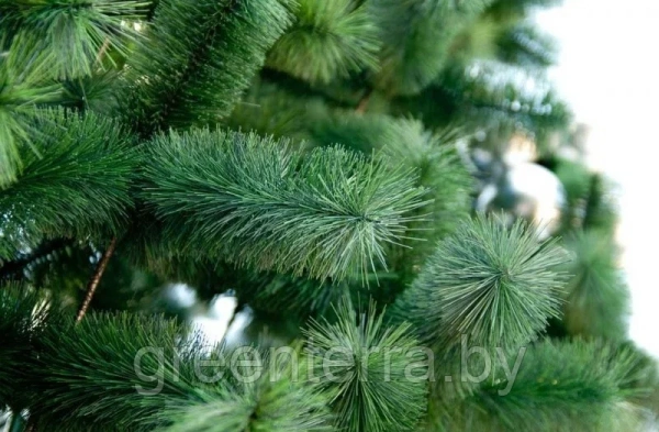 Уличная ствольная сосна "Альпийская" Уличная ствольная сосна "Альпийская"