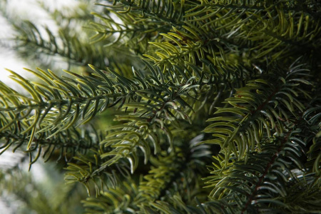 Елка "Орлеан"