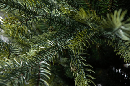 Елка "Орлеан"