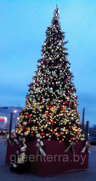 Большая ель ствольная "Клеопатра" Большая ель ствольная "Премьера"