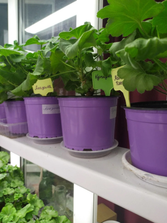 Горшок для рассады круглый формованный 2л, ø 17см, высота 13см. (лаванда)