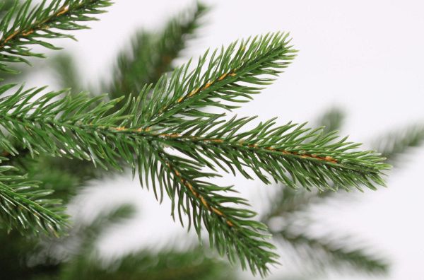 Ель "Адель" РЕ 100%