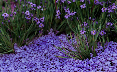 Щебень окрашенный гранитный, фиолетовый, 5-10мм, (20 кг)