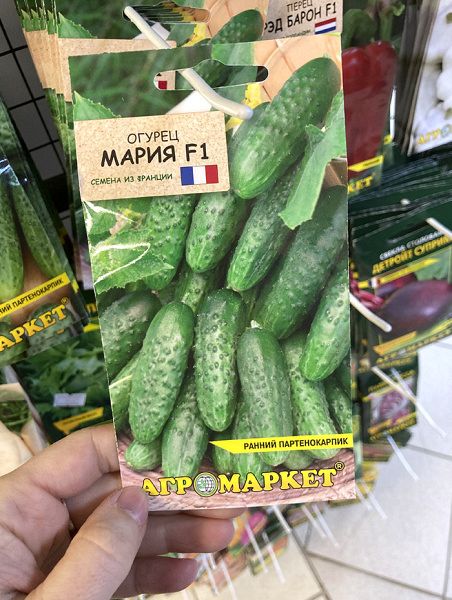 Огурец Мария F1