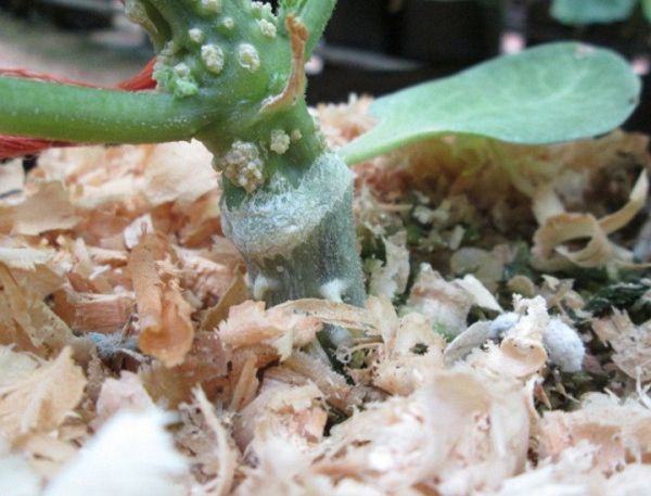 подвой Рутпауэр F1 