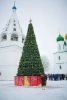 Большая сосна каркасная "Уральская" Большая сосна каркасная "Уральская"