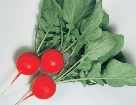 редис Черриэт F1 