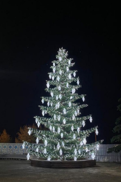 Ель ствольная "Лесная"