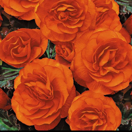 бегония клубневая Нон-стоп оранжевая F1,4шт