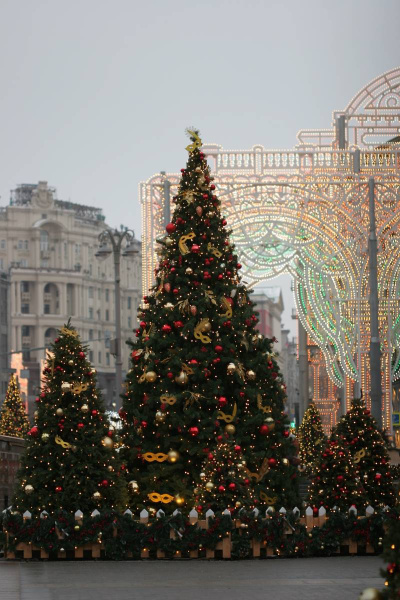 Большая ель ствольная "Клеопатра" Большая ель ствольная "Премьера"