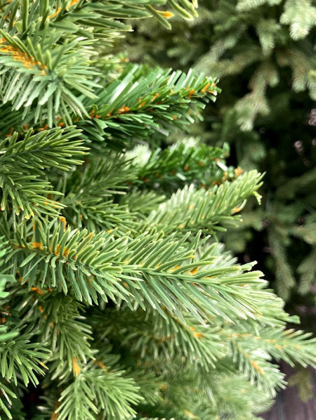 Елка "Монсанта"